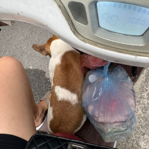 ❌Trải Nghiệm Gây Sốc Khi Mua Mang Về Của Quán Bánh Tráng Quen Thuộc Hay Ăn =)))))